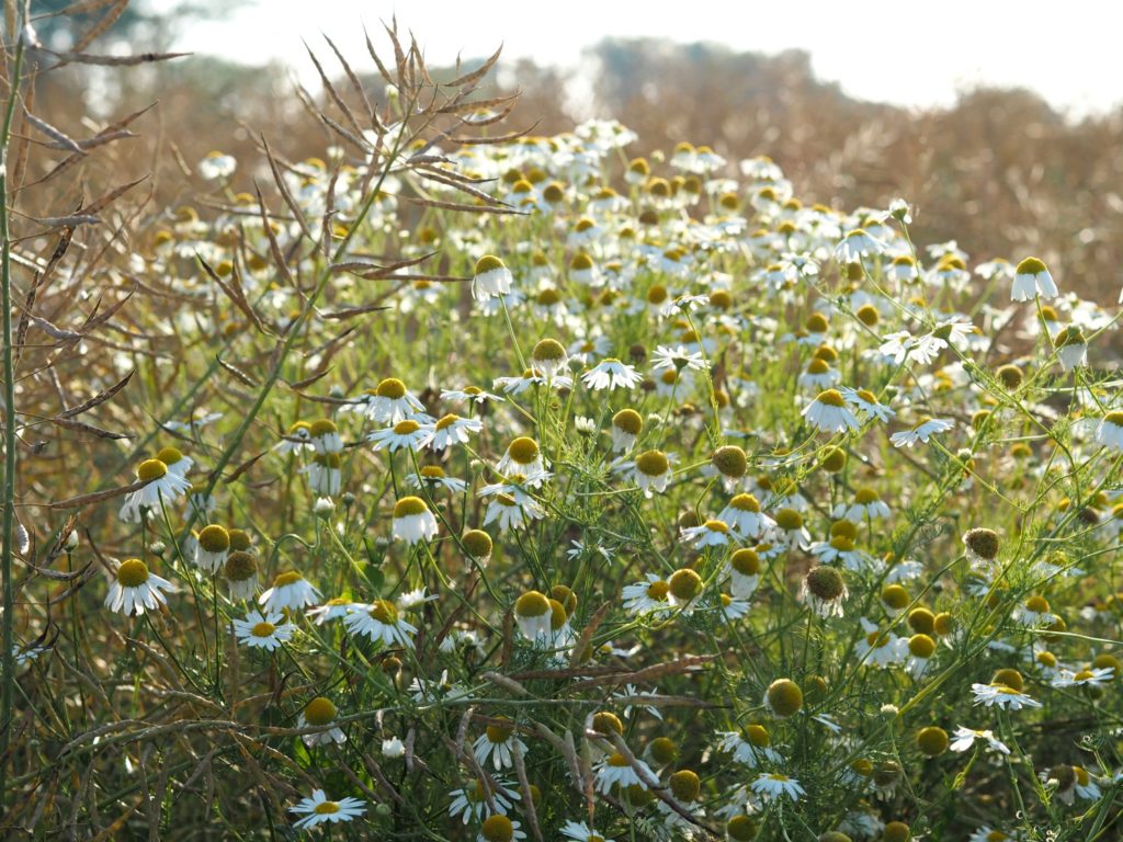 Priroda je nedokonala